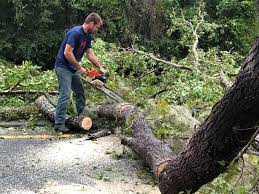 Leaf Removal in Kahaluu Keauhou, HI