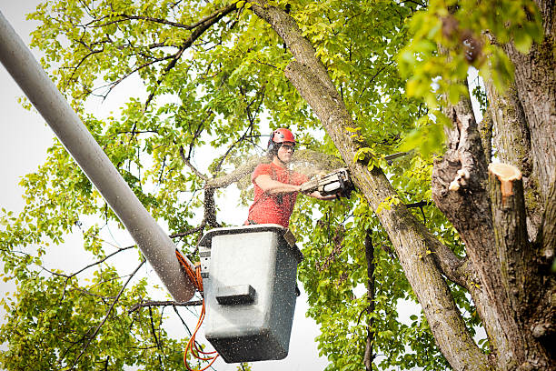 Kahaluu Keauhou, HI Tree Services Company